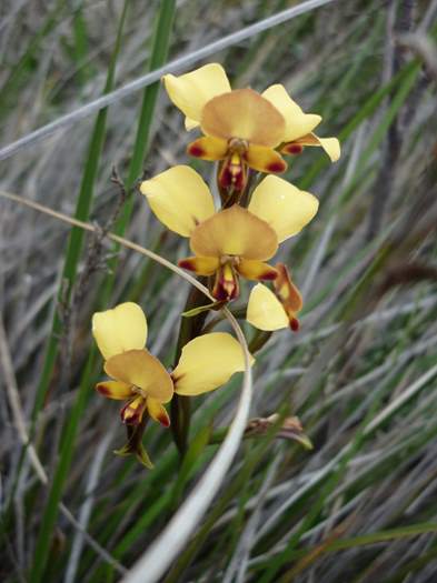 Diuris - orchid_donkey2.jpg